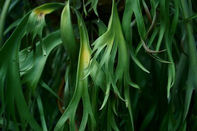 Staghorn Fern